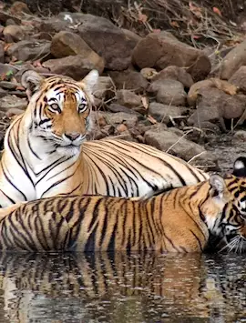 Rajasthan Heritage & Ranthambore Wildlife Safari Tour