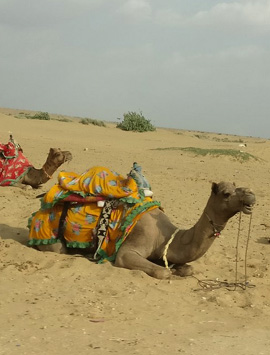 Private Pushkar Day Trip from Jaipur with Brahma Temple &Pushkar Lake Visit