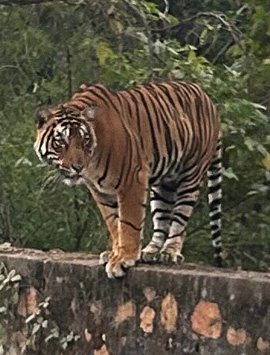 Luxury Golden Triangle Tour with Jhalana Leopard Safari Experience